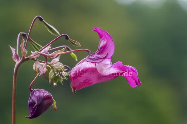 Fokus-Natur Bild