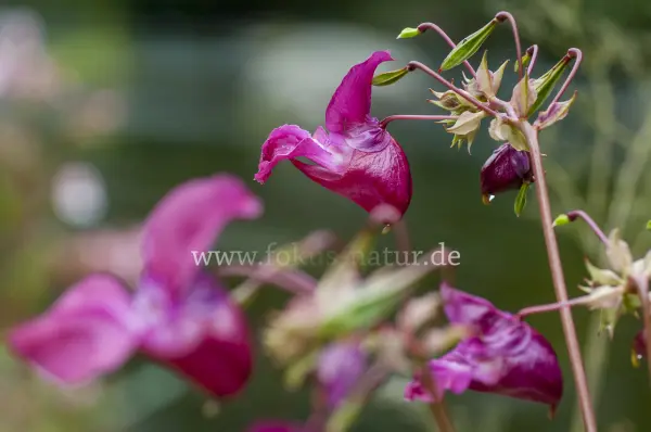 Fokus-Natur Bild