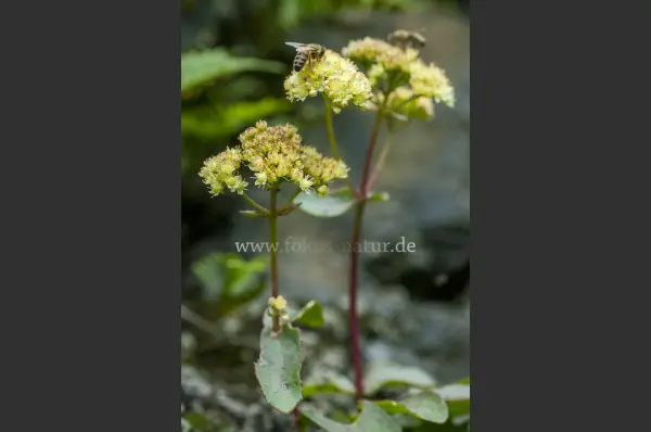 Fokus-Natur Bild