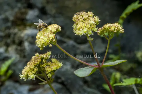 Fokus-Natur Bild