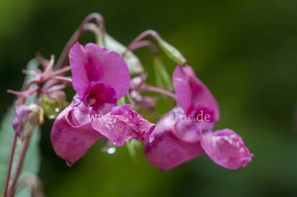 Fokus-Natur Bild