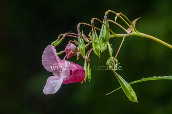 Fokus-Natur Bild