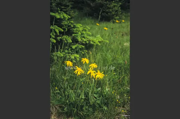 Fokus-Natur Bild