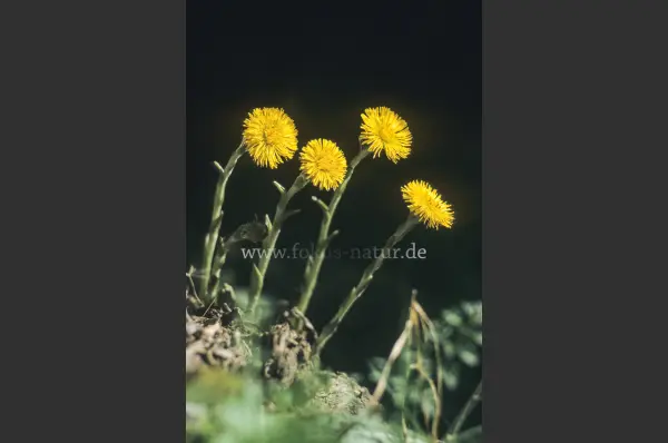 Fokus-Natur Bild