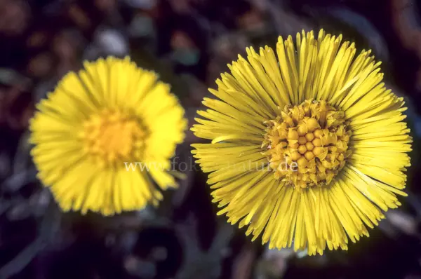 Fokus-Natur Bild