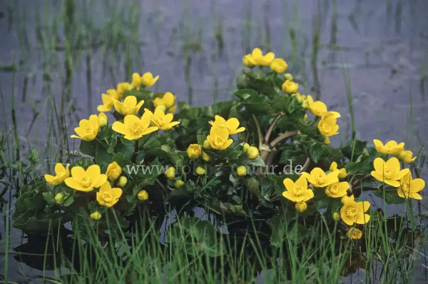Fokus-Natur Bild