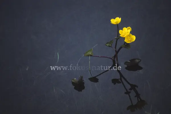 Fokus-Natur Bild