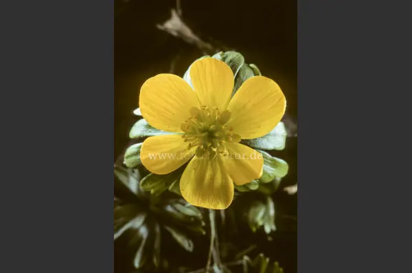 Fokus-Natur Bild