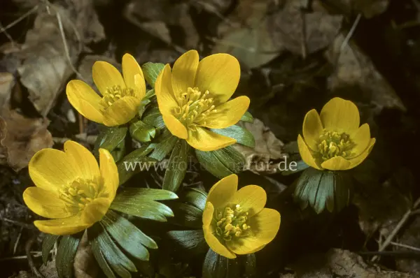 Fokus-Natur Bild