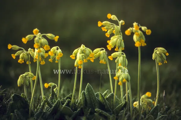 Fokus-Natur Bild