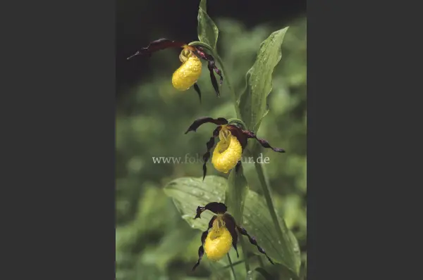 Fokus-Natur Bild