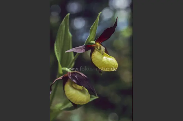 Fokus-Natur Bild
