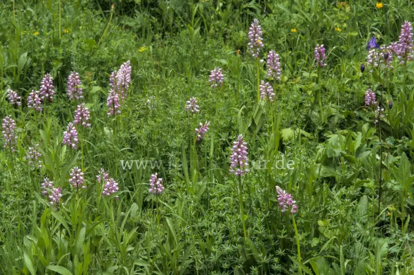 Fokus-Natur Bild
