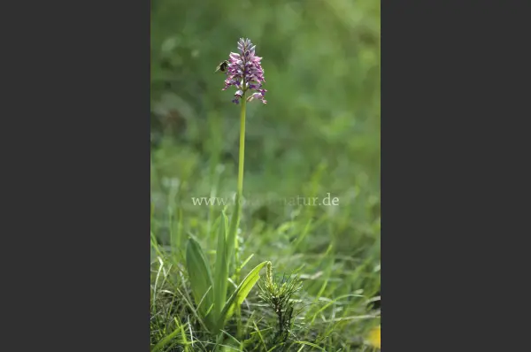 Fokus-Natur Bild