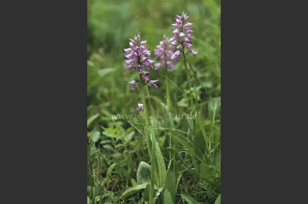 Fokus-Natur Bild