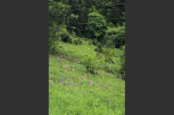 Fokus-Natur Bild