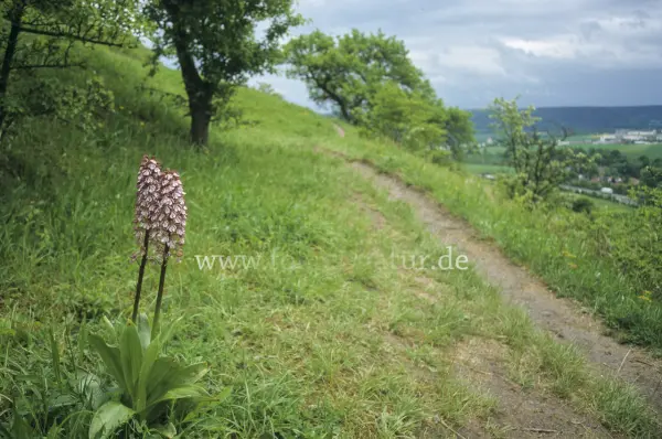 Fokus-Natur Bild