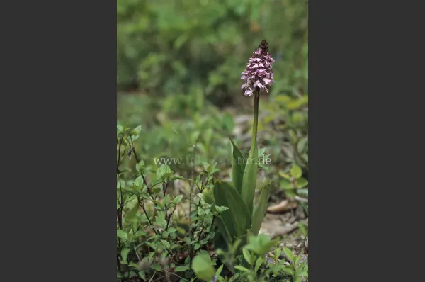 Fokus-Natur Bild