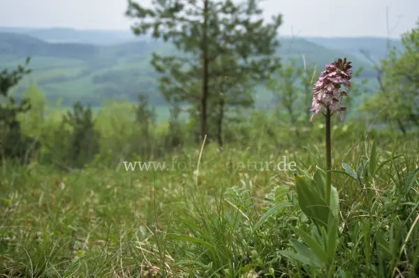 Fokus-Natur Bild