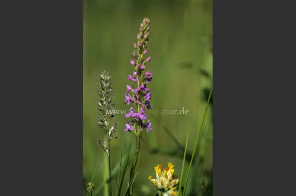 Fokus-Natur Bild