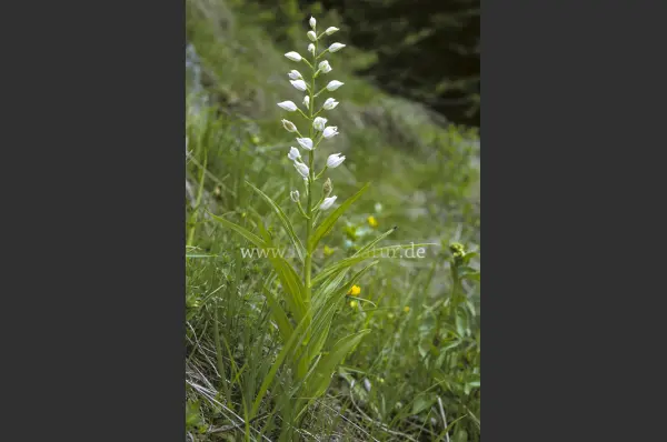 Fokus-Natur Bild