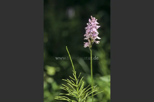 Fokus-Natur Bild