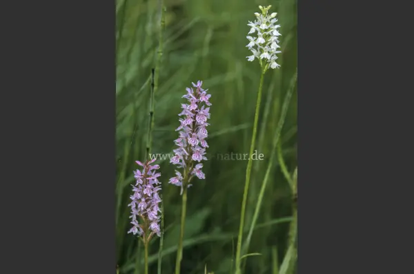 Fokus-Natur Bild
