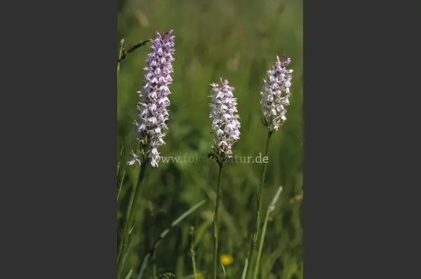 Fokus-Natur Bild