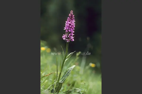 Fokus-Natur Bild