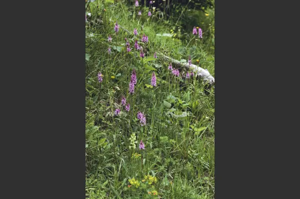 Fokus-Natur Bild