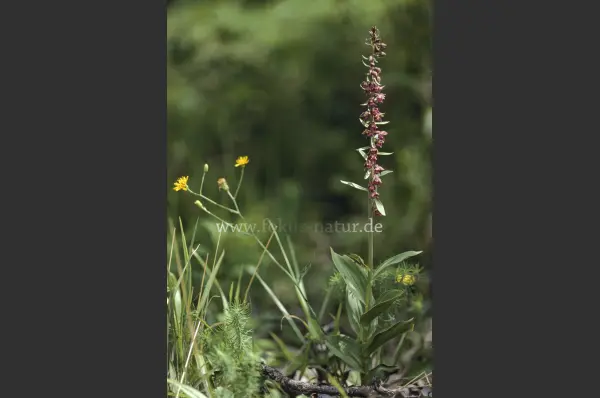 Fokus-Natur Bild