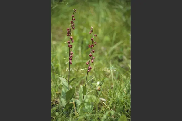 Fokus-Natur Bild