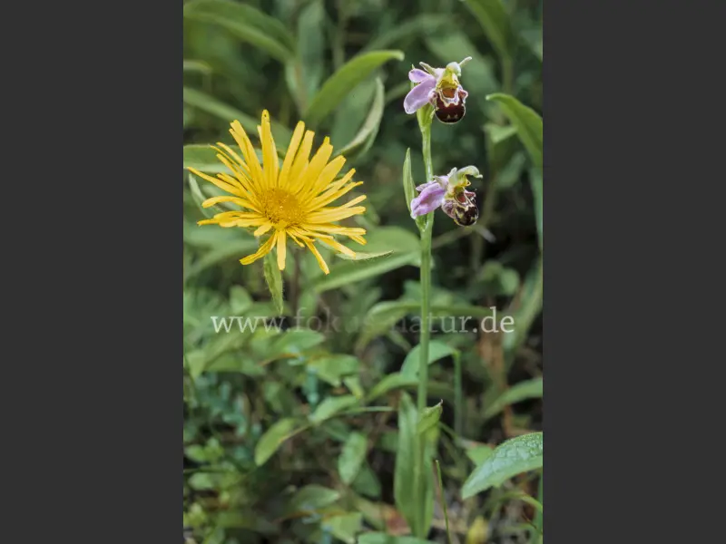 6281