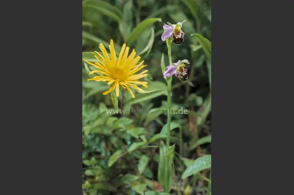 Fokus-Natur Bild