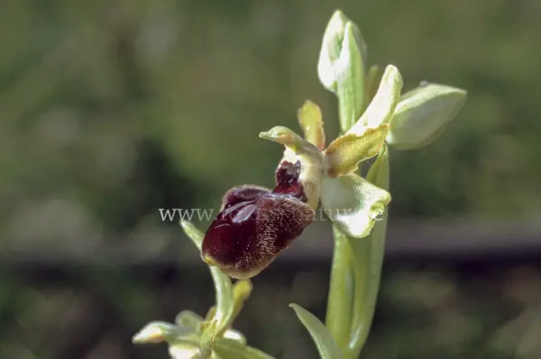 Fokus-Natur Bild