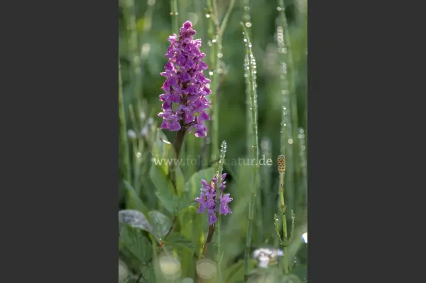 Fokus-Natur Bild
