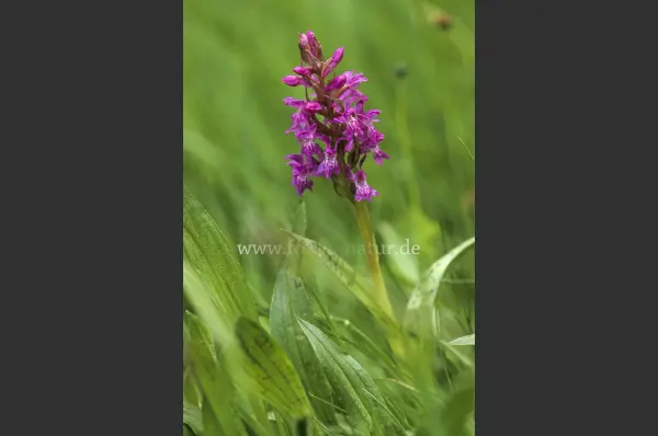 Fokus-Natur Bild
