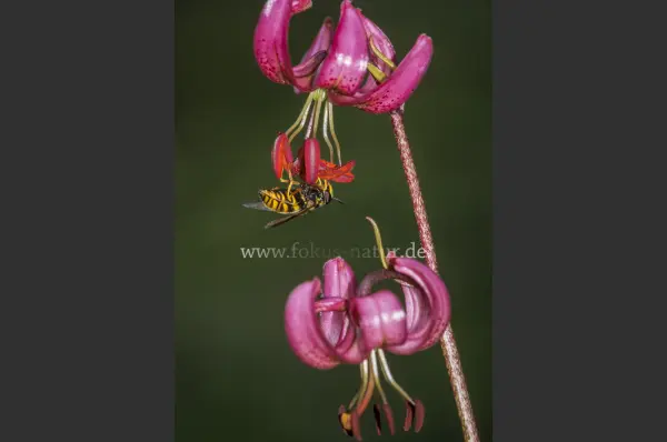 Fokus-Natur Bild