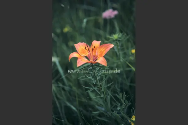Fokus-Natur Bild