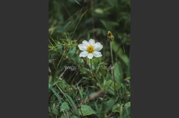 Fokus-Natur Bild