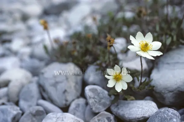 Fokus-Natur Bild