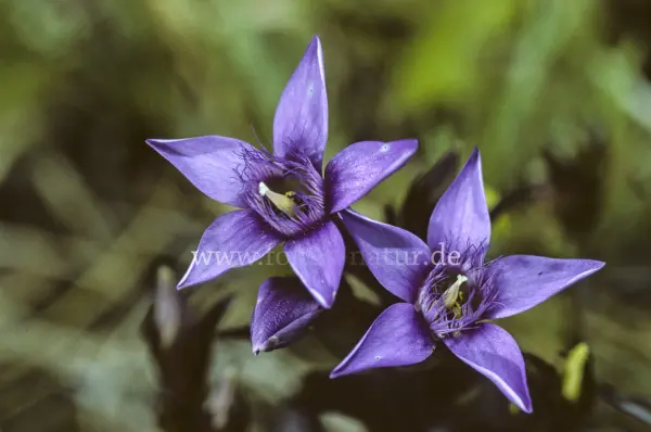 Fokus-Natur Bild