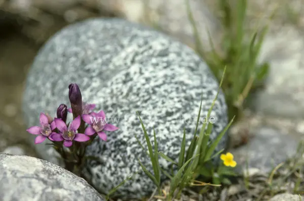 Fokus-Natur Bild