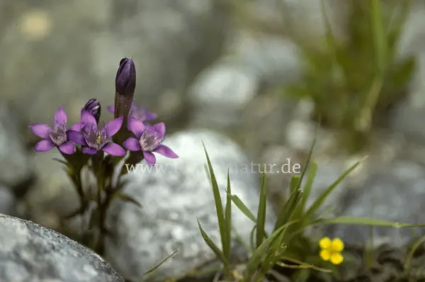 Fokus-Natur Bild