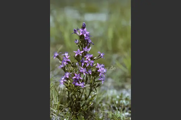 Fokus-Natur Bild