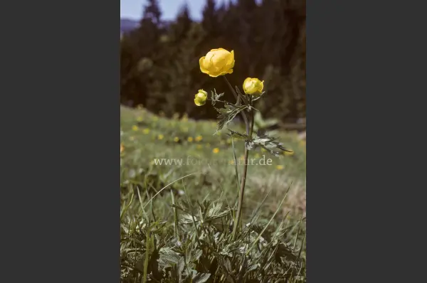 Fokus-Natur Bild