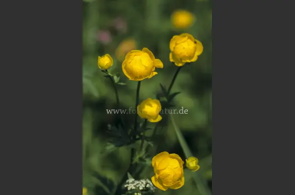 Fokus-Natur Bild