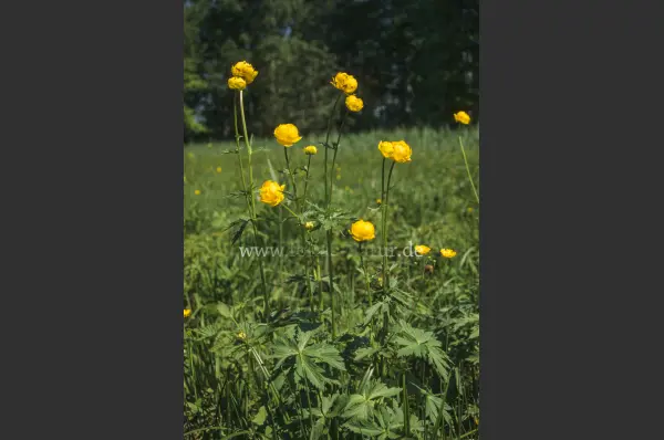 Fokus-Natur Bild