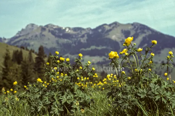 Fokus-Natur Bild