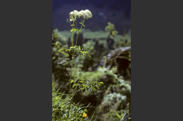 Fokus-Natur Bild
